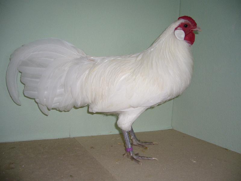 Muenster 2008 165.jpg - Zwerg Rheinländer weiss von S.Böggemeyer Preis V97 EB